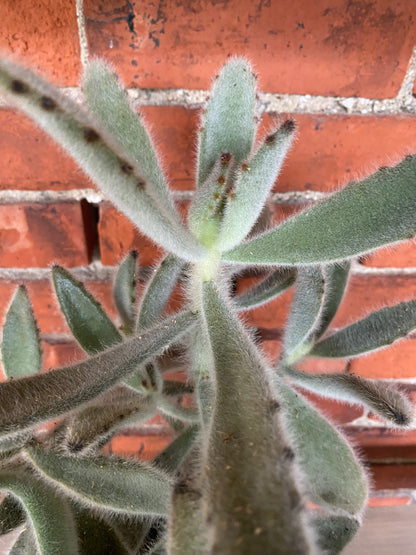 Kalanchoe tomentosa 'Hairy Harry'
