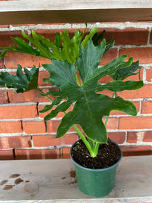 Thaumatophyllum bipinnatifidum 'Tree Philo'