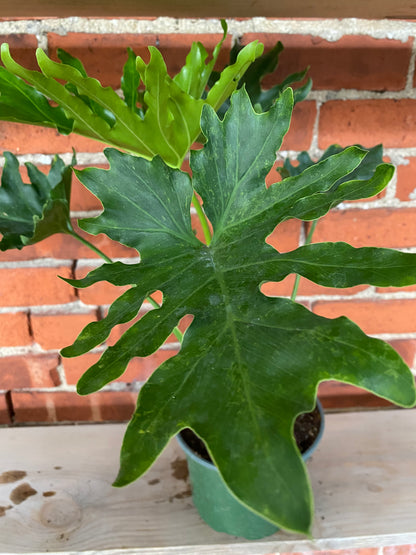 Thaumatophyllum bipinnatifidum 'Tree Philo'