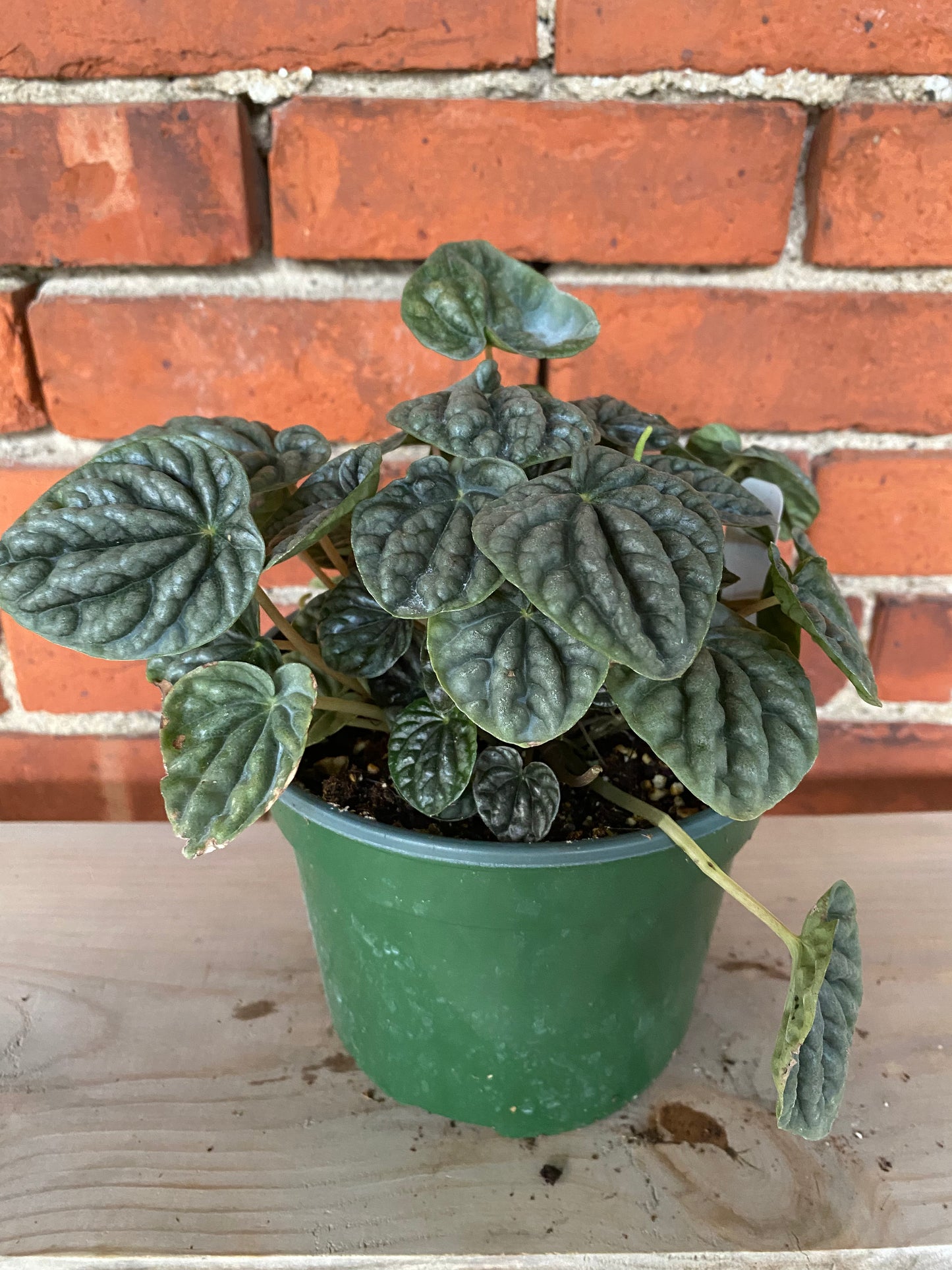 Peperomia 'Grey Luna' - 6" Pot