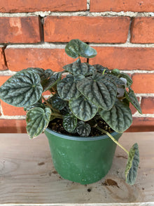 Peperomia 'Grey Luna' - 6" Pot