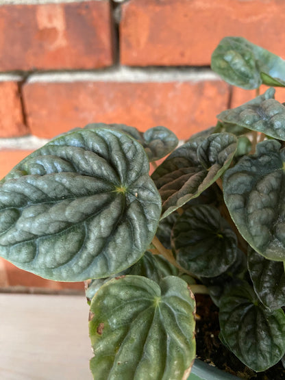 Peperomia 'Grey Luna' - 6" Pot