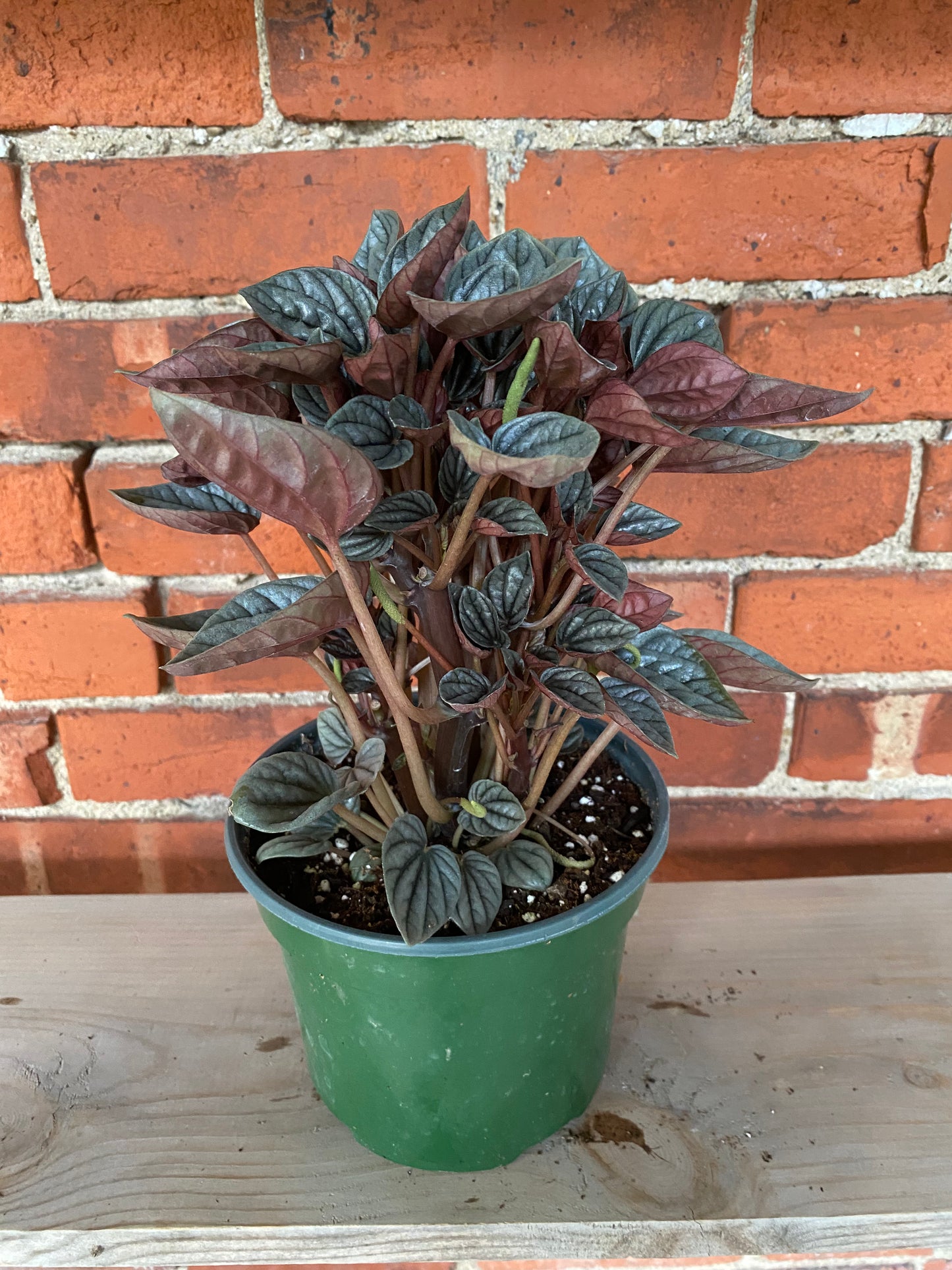 Peperomia 'Caracas'