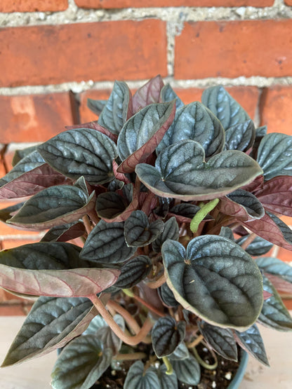 Peperomia 'Caracas'