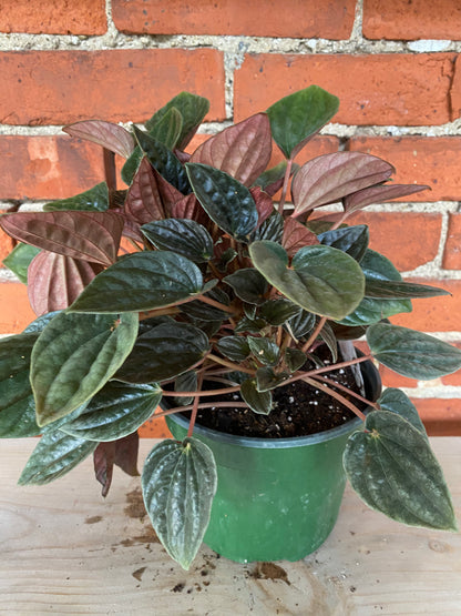 Peperomia 'Santiago'