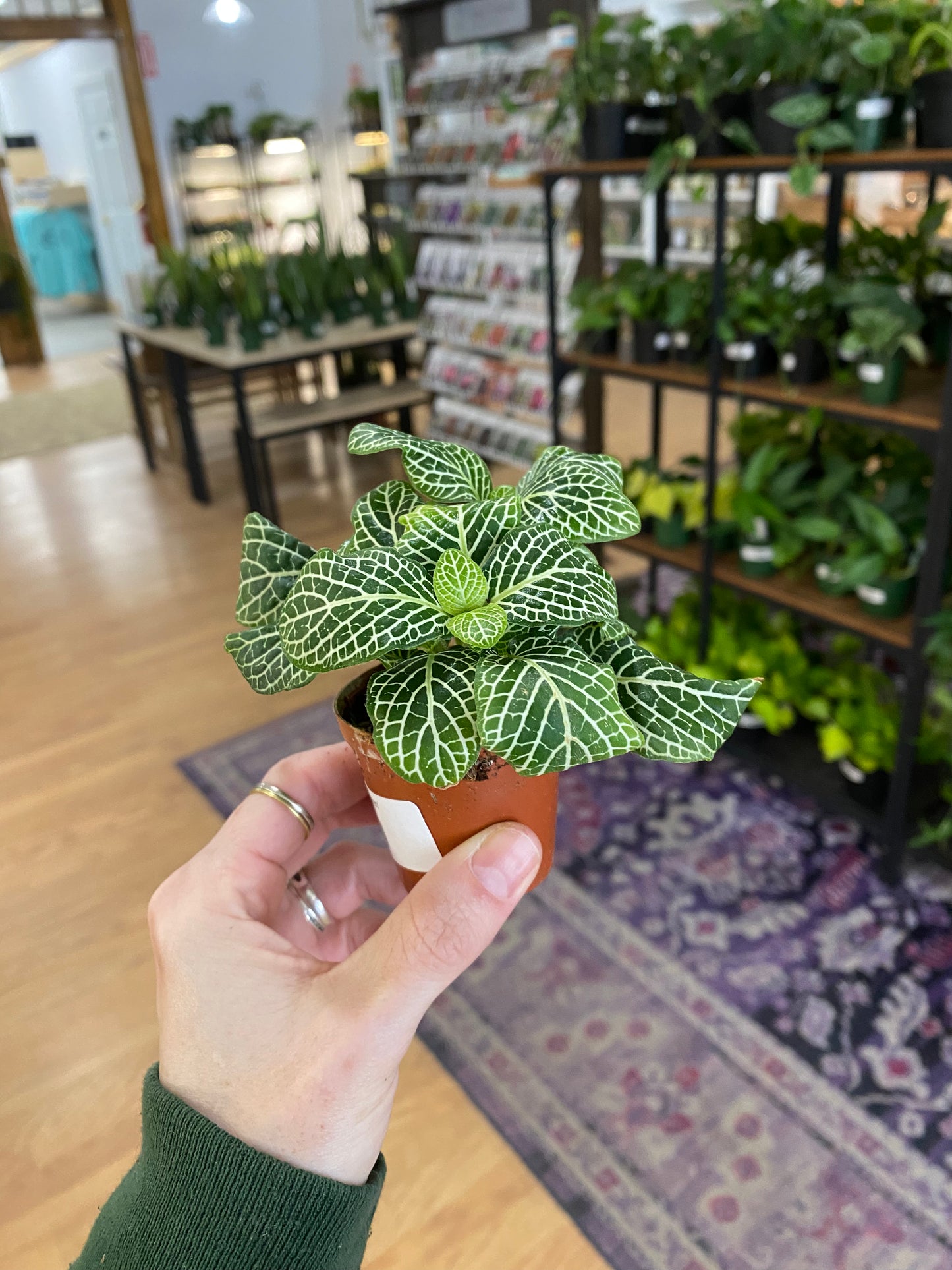 Fittonia 'Marble Green Nerve Plant' - 2" Pot
