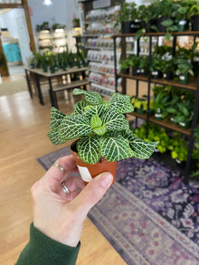 Fittonia 'Marble Green Nerve Plant' - 2" Pot