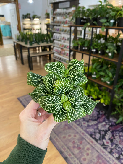 Fittonia 'Marble Green Nerve Plant' - 2" Pot