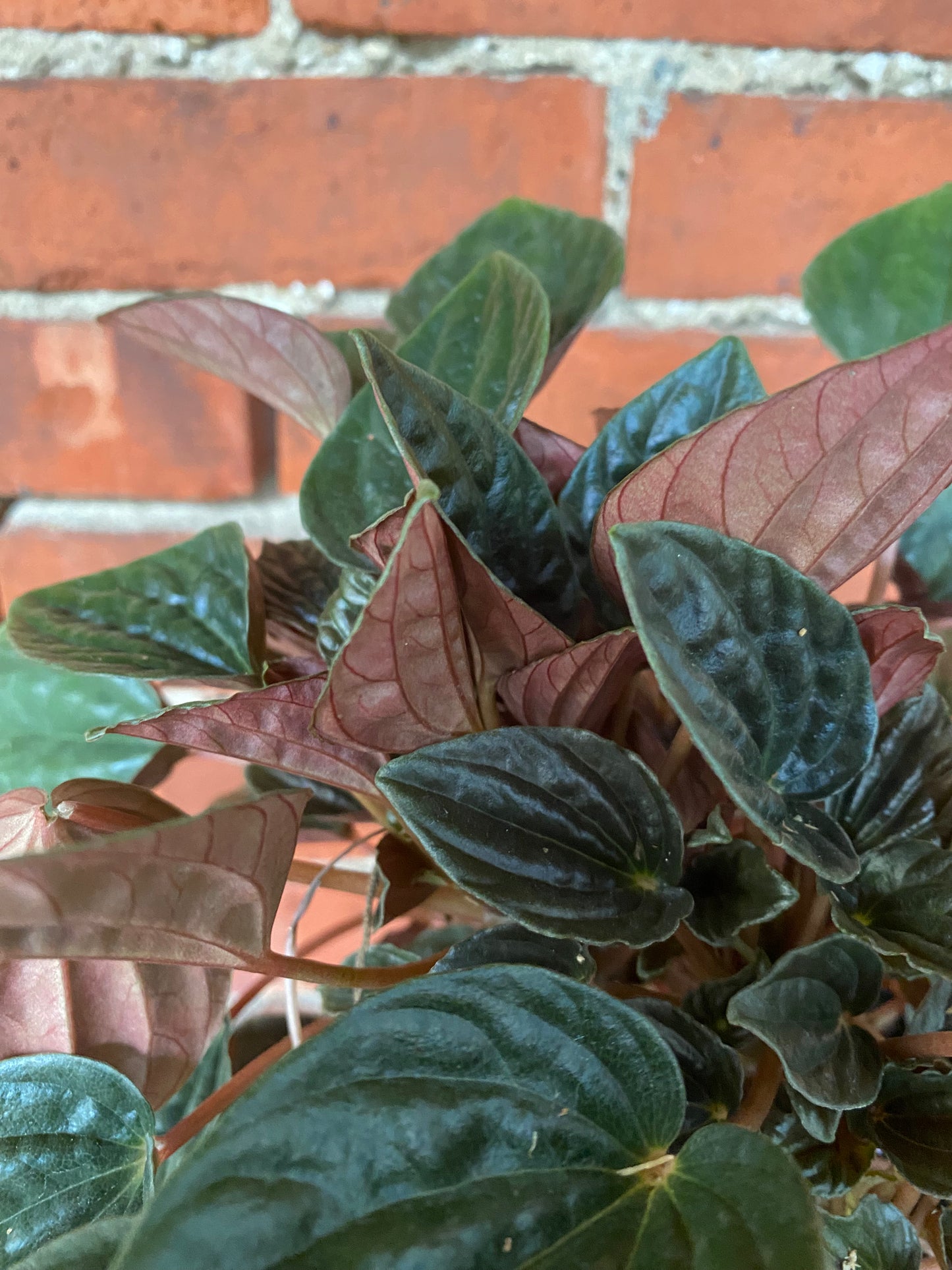 Peperomia 'Santiago'