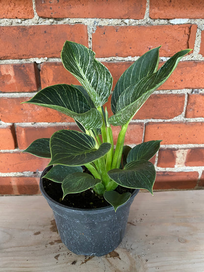 Philodendron 'Birkin'