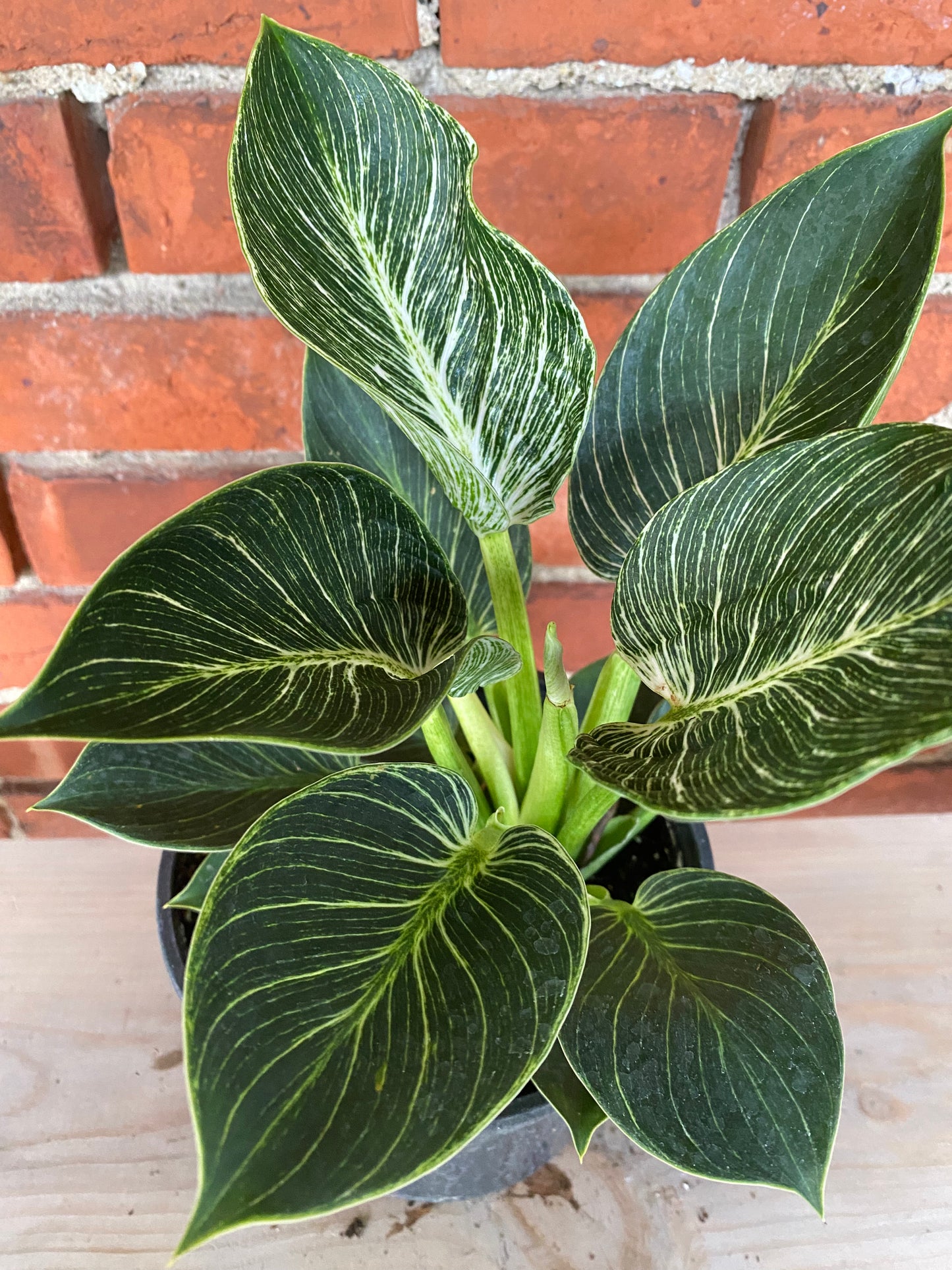 Philodendron 'Birkin'