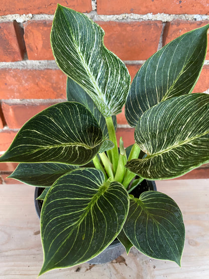Philodendron 'Birkin'
