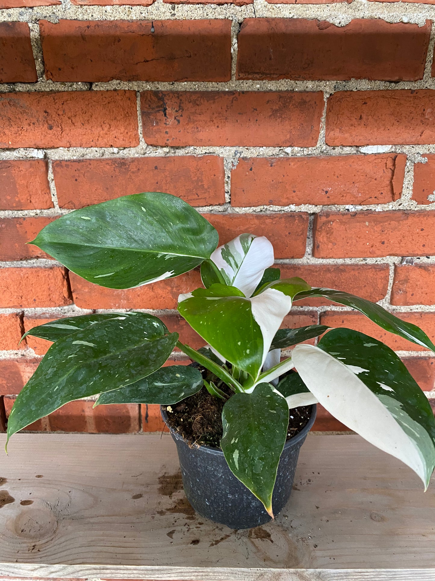 Philodendron 'White Wizard' - 6" Pot