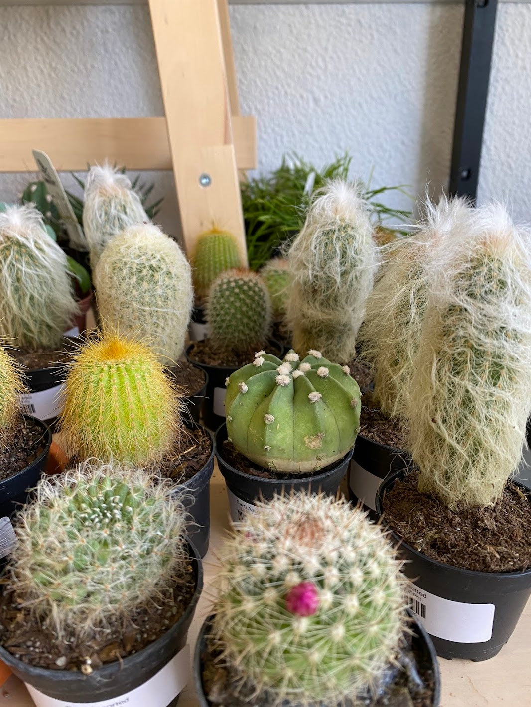 Cacti 'Assorted Varieties'