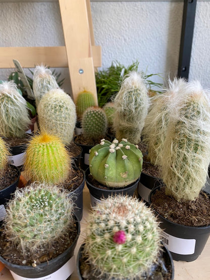 Cacti 'Assorted Varieties'