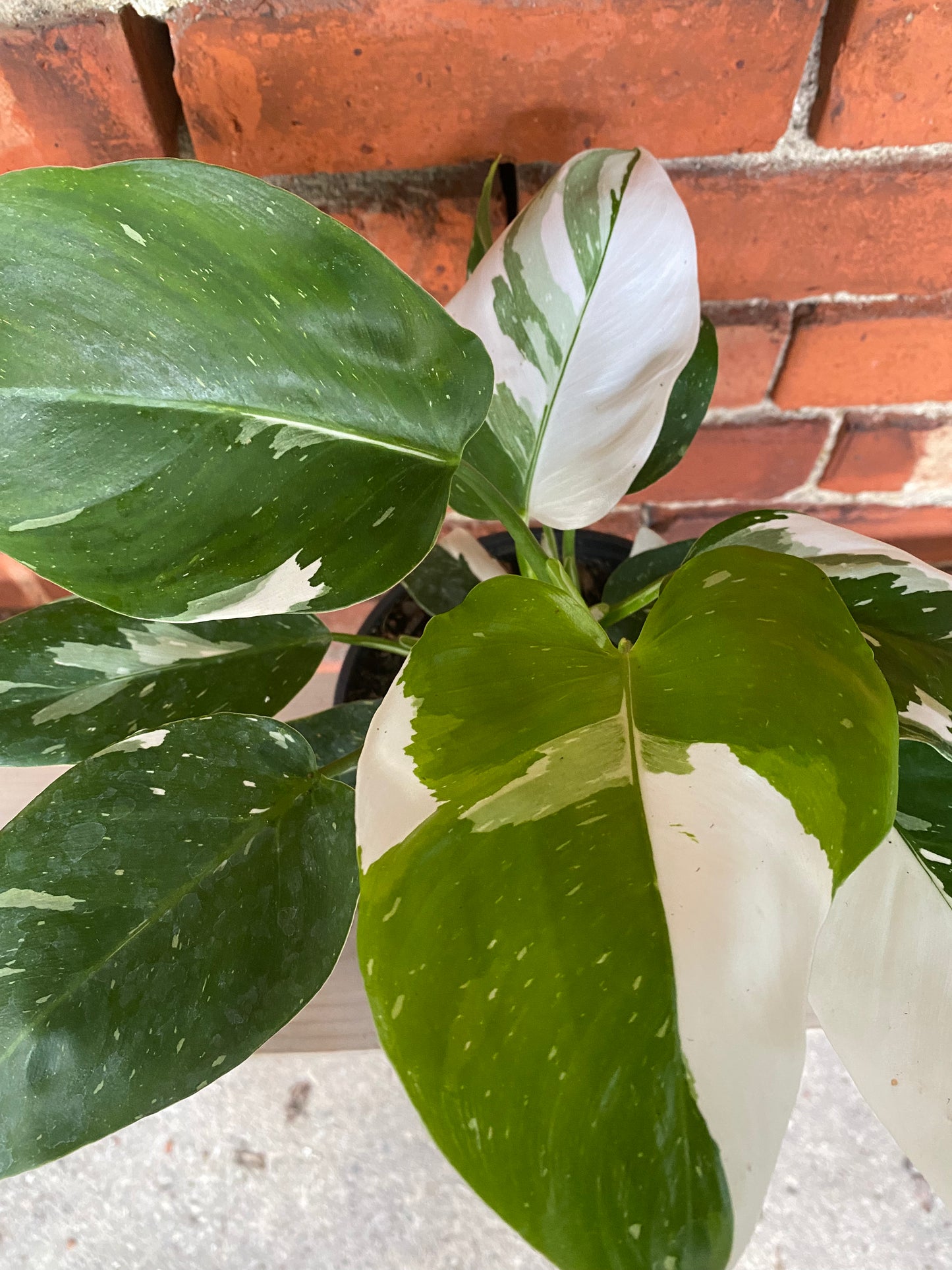 Philodendron 'White Wizard' - 6" Pot