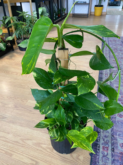 Epipremnum aureum 'Golden Pothos'