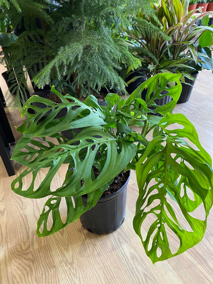 Monstera 'Esqueleto'