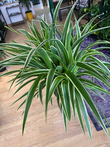 Chlorophytum comosum 'Irish Spider Plant' - 8" Hanging Basket