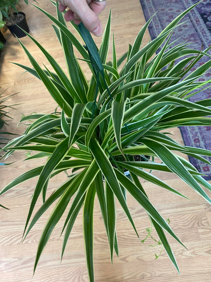 Chlorophytum comosum 'Irish Spider Plant' - 8" Hanging Basket