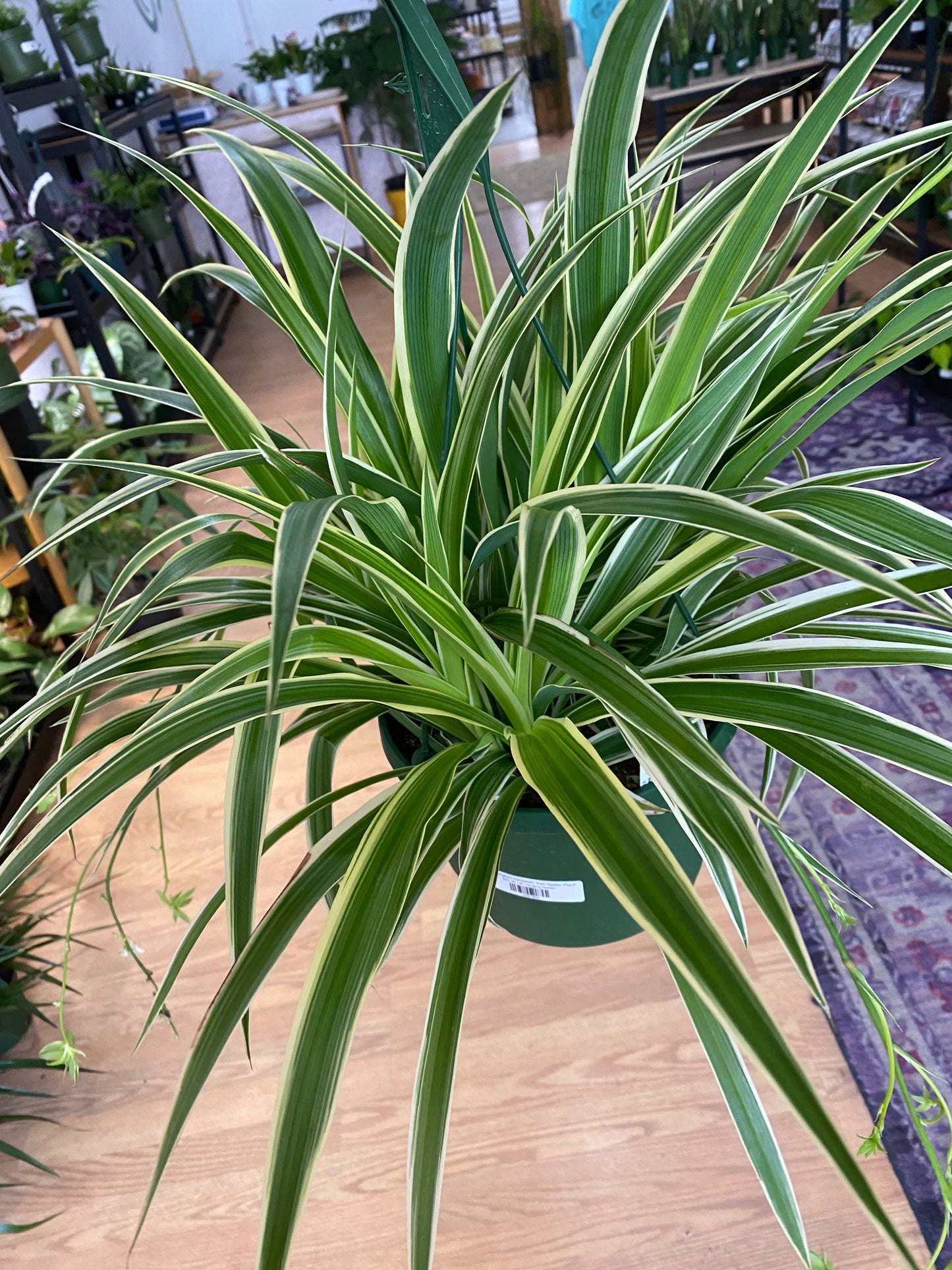 Chlorophytum comosum 'Irish Spider Plant' - 8" Hanging Basket