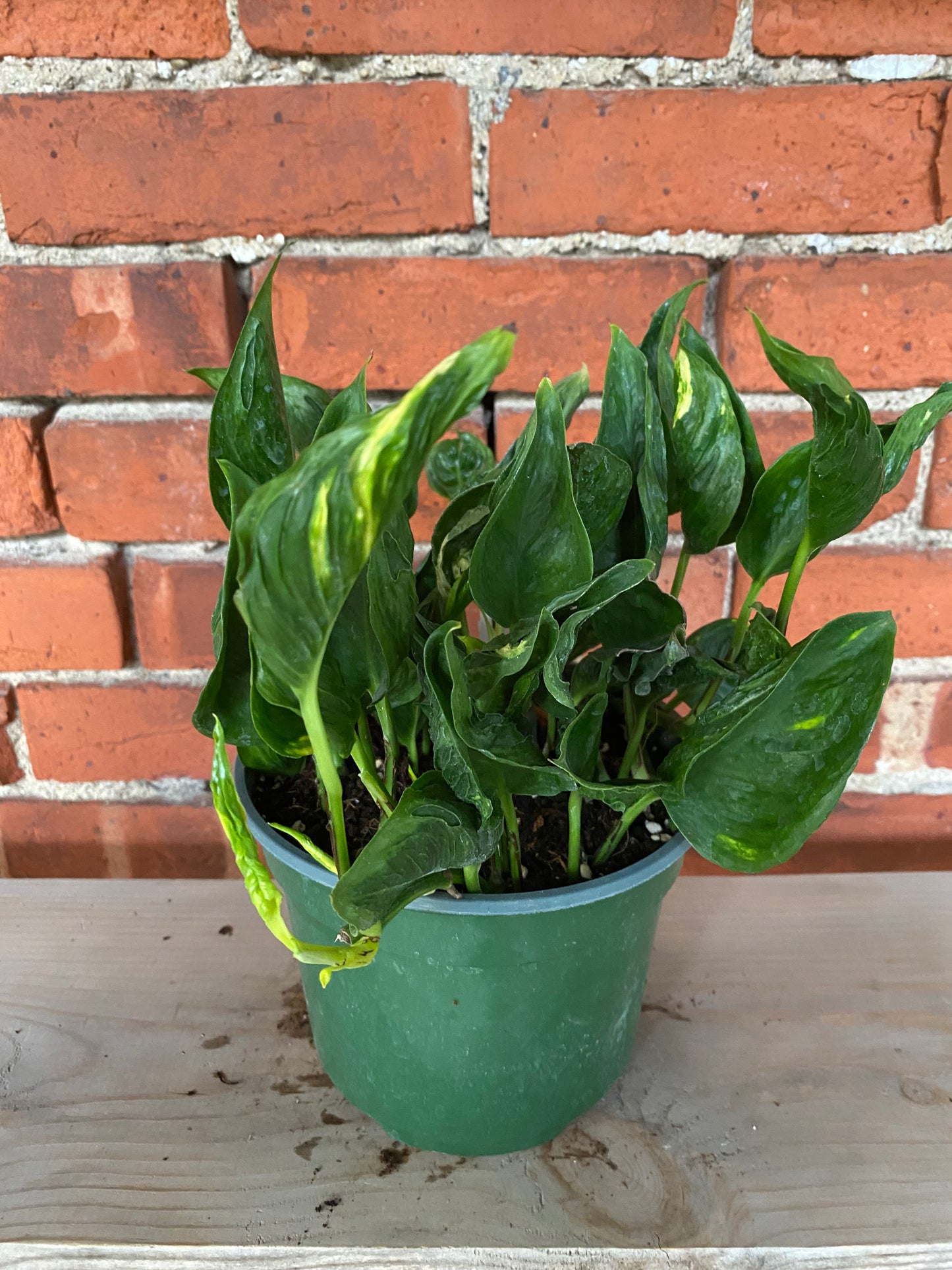 Epipremnum 'Shangri-la'