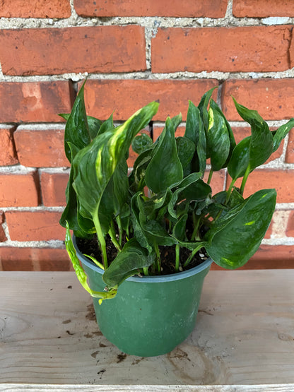 Epipremnum 'Shangri-la'