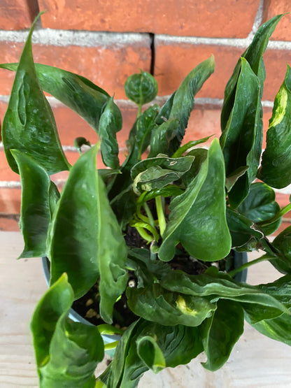 Epipremnum 'Shangri-la'