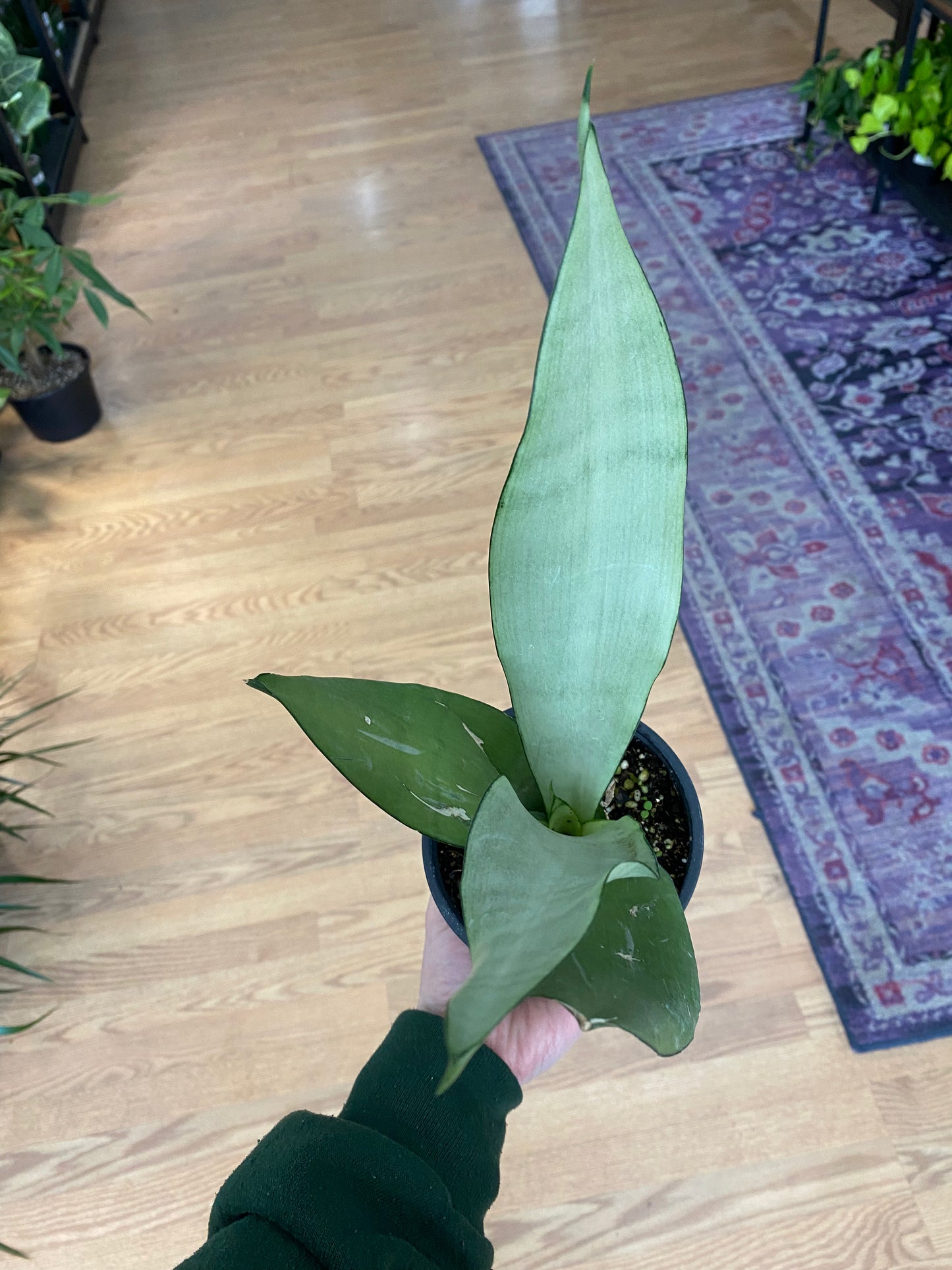 Sansevieria ‘Moonshine’