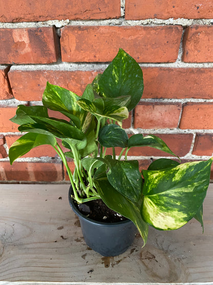 Epipremnum ‘Pothos Churchill'