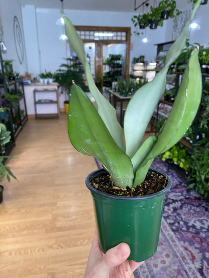 Sansevieria ‘Moonshine’