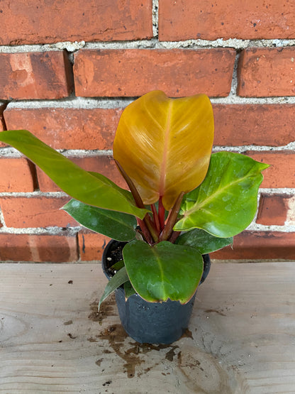 Philodendron 'Cherry Red' - 4.5" Pot