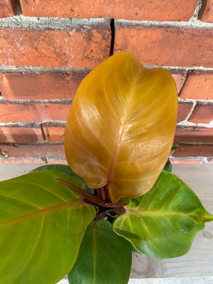 Philodendron 'Cherry Red' - 4.5" Pot