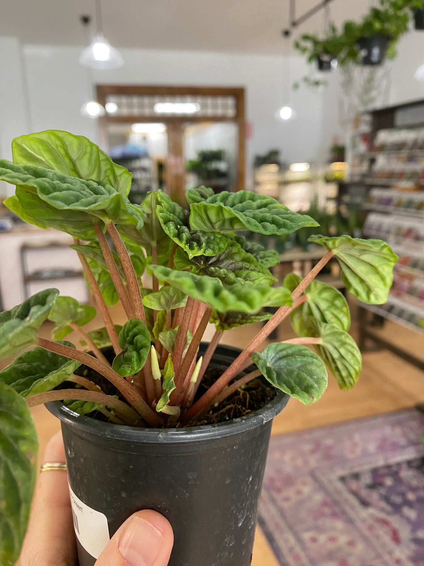 Peperomia 'Emerald Green' - 3" Pot