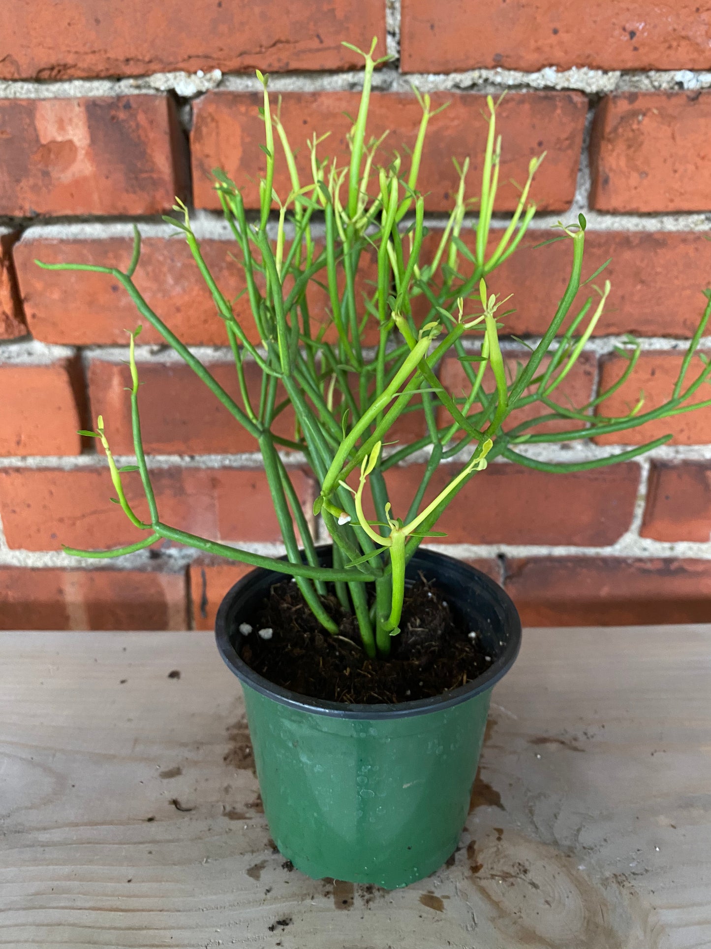 Euphorbia tirucalli 'Sticks of fire'