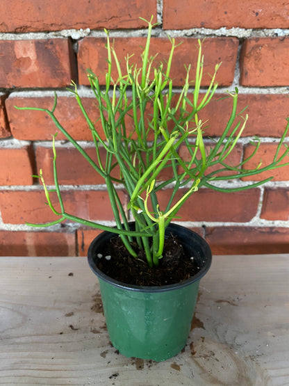 Euphorbia tirucalli 'Sticks of fire'