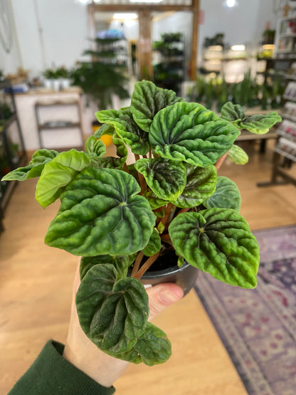 Peperomia 'Emerald Green' - 3" Pot