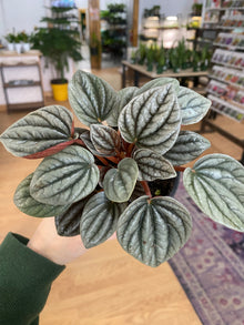 Peperomia 'Caracas' - 3" Pot