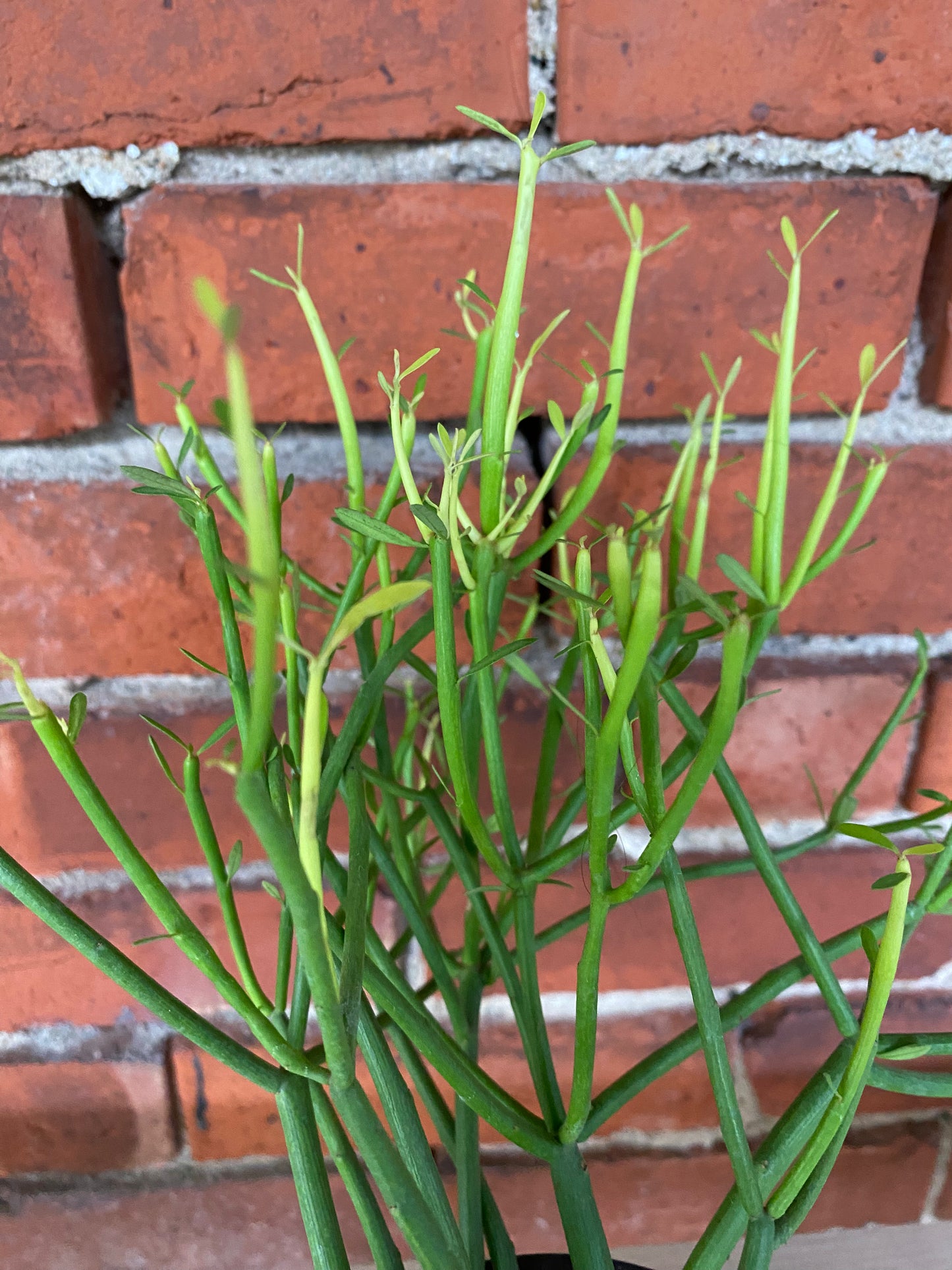 Euphorbia tirucalli 'Sticks of fire'