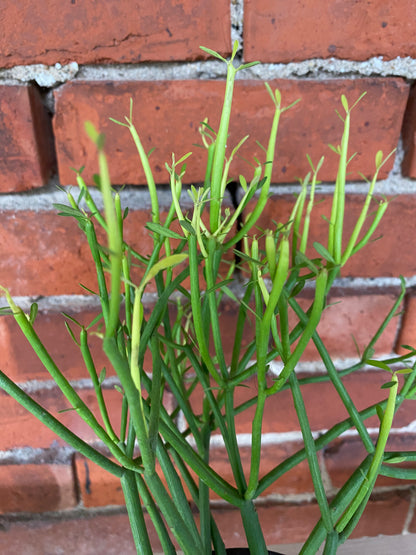 Euphorbia tirucalli 'Sticks of fire'