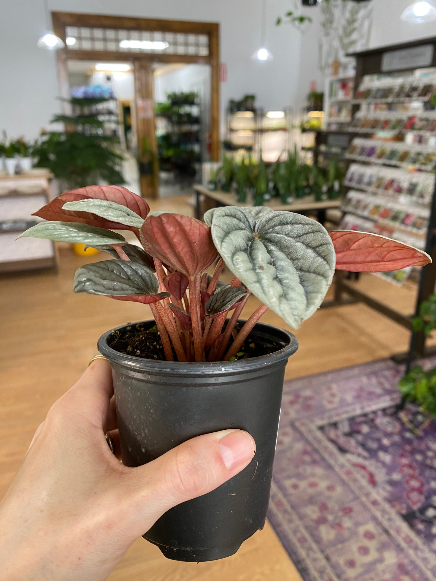 Peperomia 'Caracas' - 3" Pot