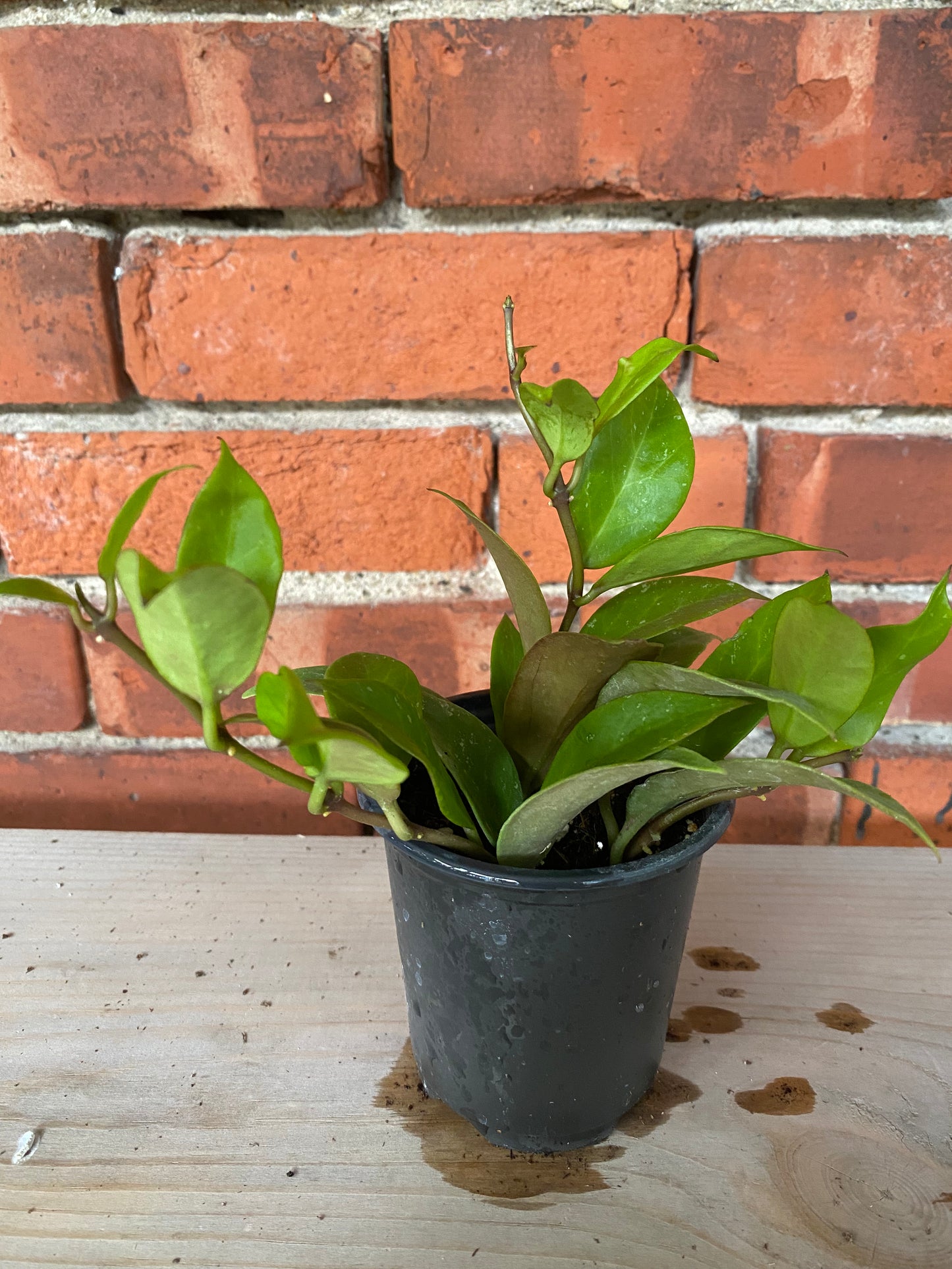Hoya ‘Sunrise’ - 3" Pot