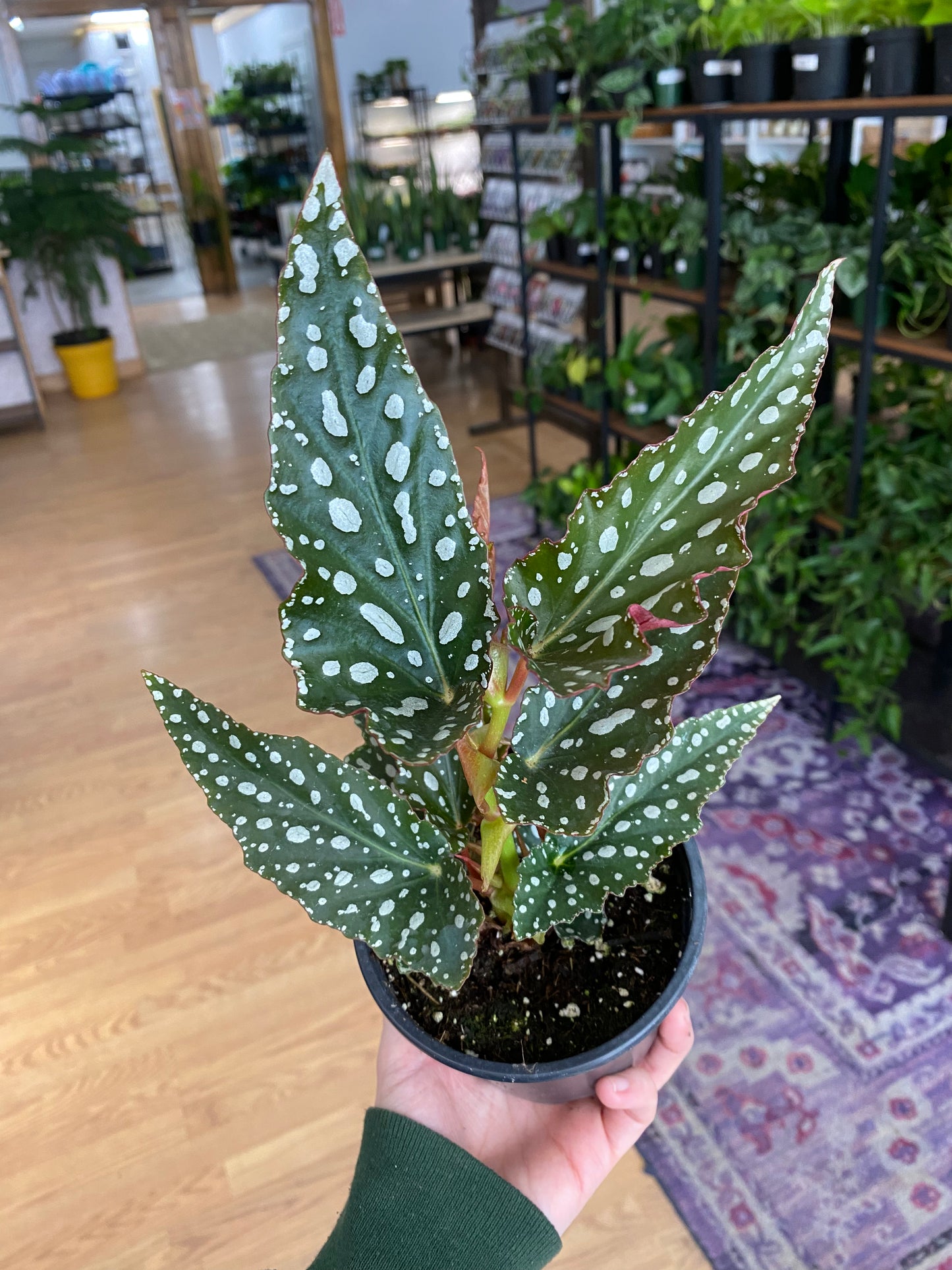 Begonia 'Spotlight Green' - 4.5" Pot