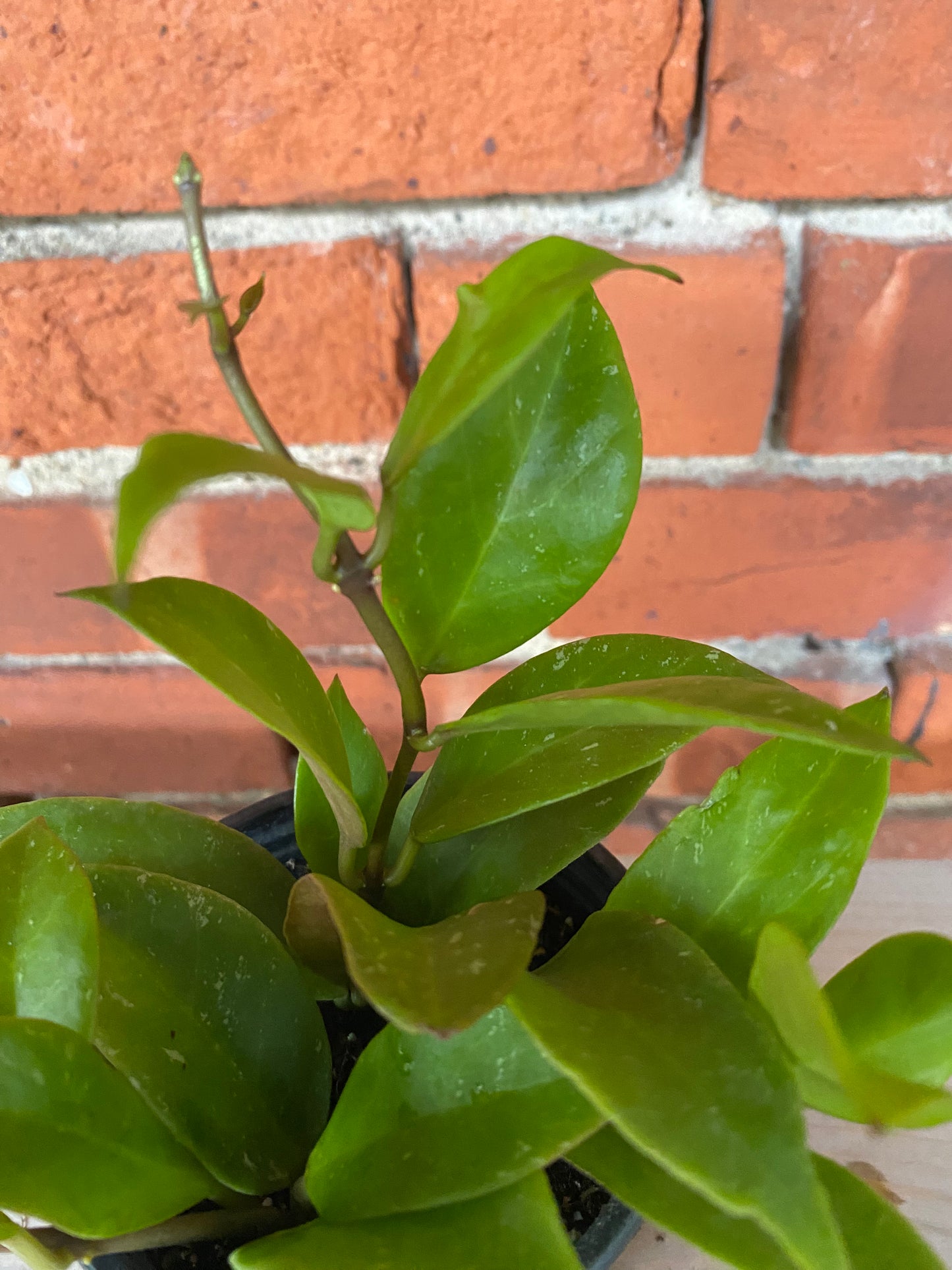 Hoya ‘Sunrise’ - 3" Pot