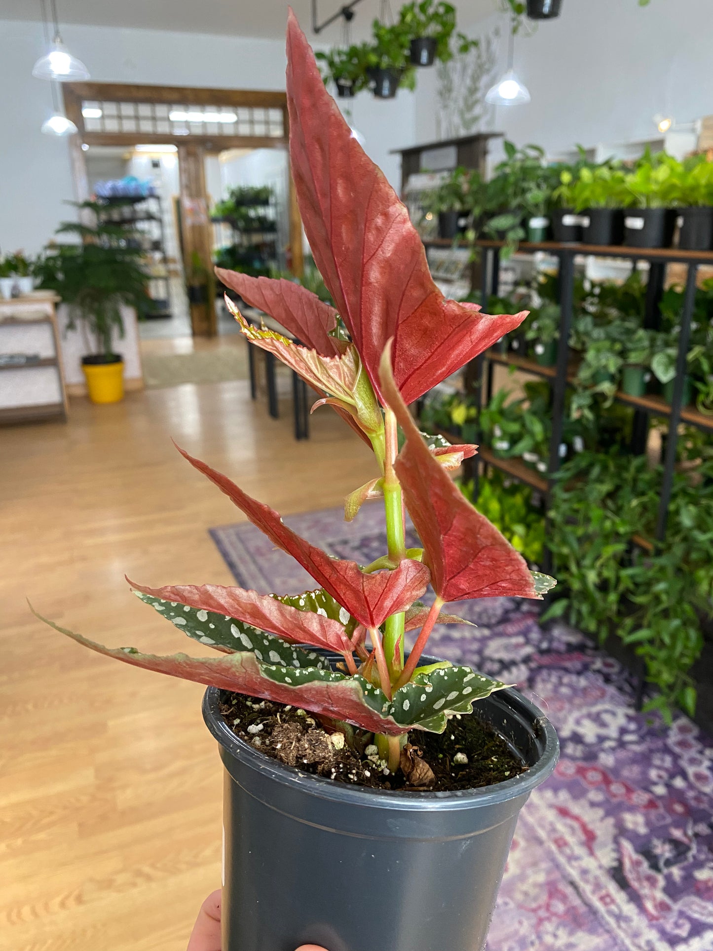 Begonia 'Spotlight Green' - 4.5" Pot