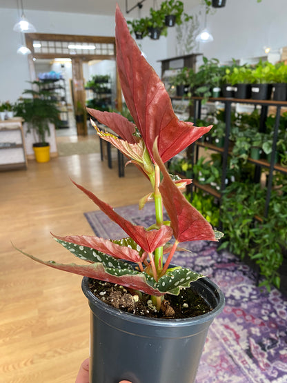 Begonia 'Spotlight Green' - 4.5" Pot