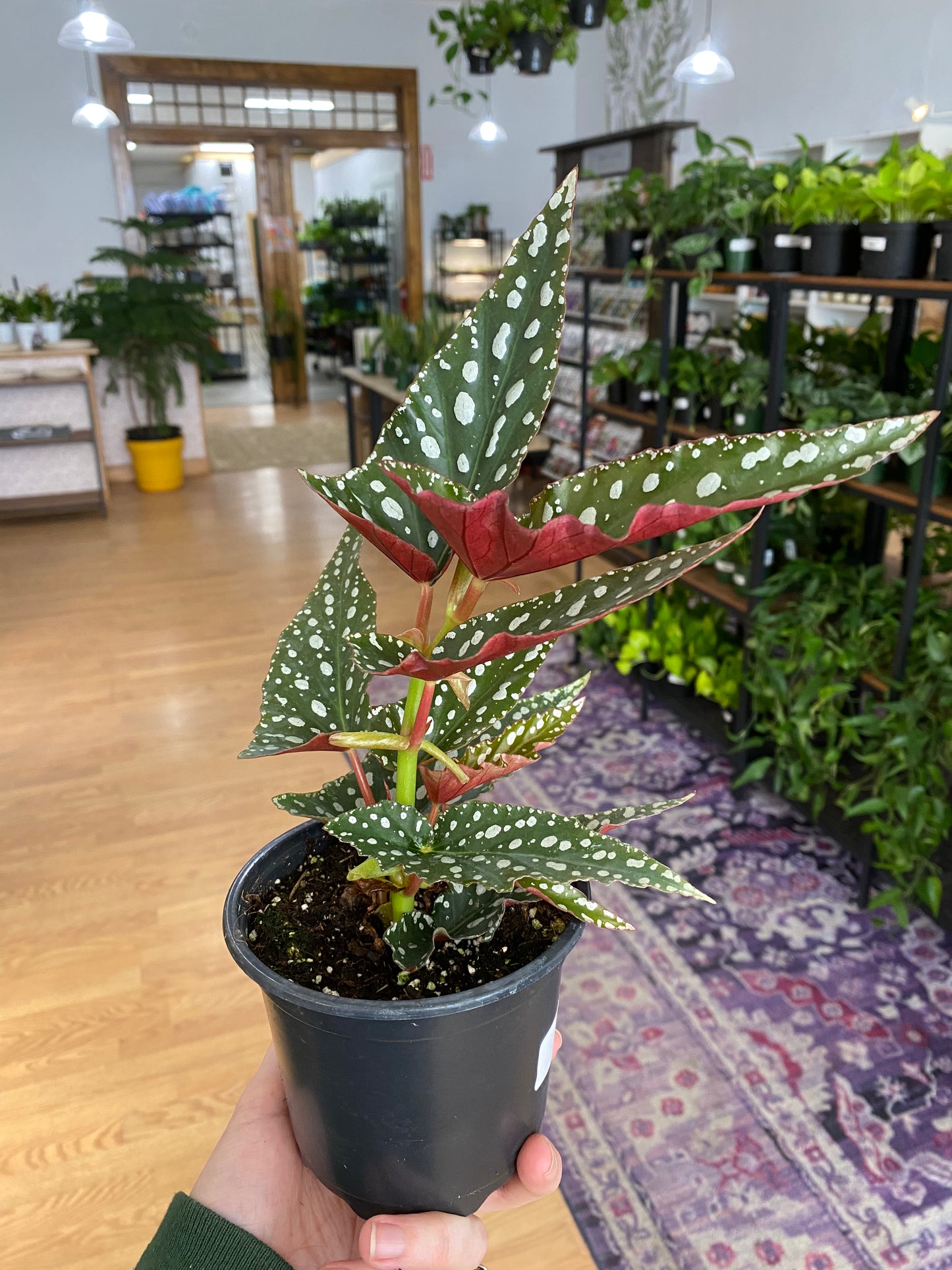 Begonia 'Spotlight Green' - 4.5" Pot