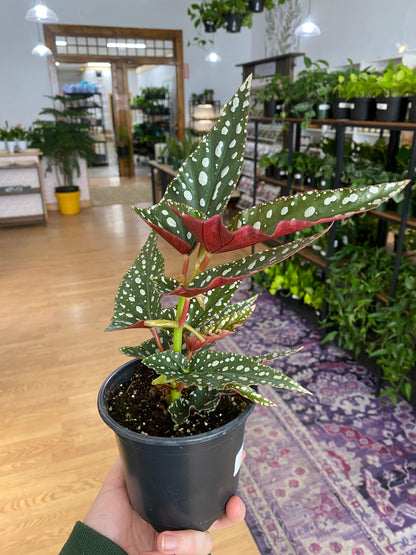 Begonia 'Spotlight Green' - 4.5" Pot