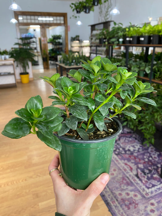 Nematanthus 'Goldfish Plant'