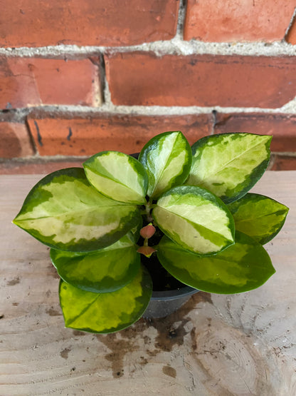 Hoya australis 'Tricolor' - 3" Pot